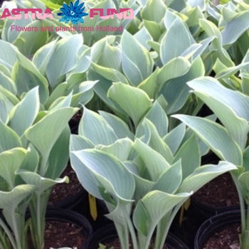 Hosta Dress Blues фото