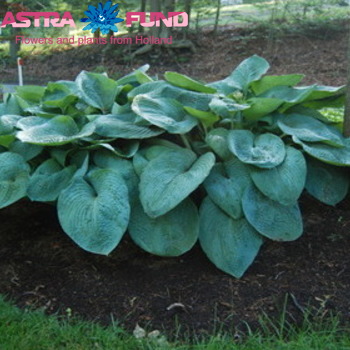 Hosta Elegans photo