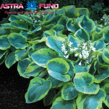 Hosta Frances Williams photo