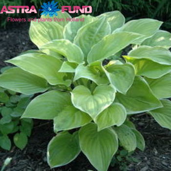 Hosta Frozen Margarita photo