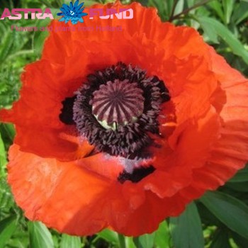 Papaver Carmen photo