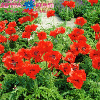 Papaver Eyecatcher фото