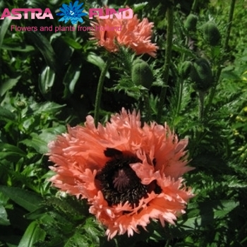 Papaver Fancy Feathers Foto