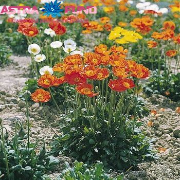 Papaver Nudicaule photo