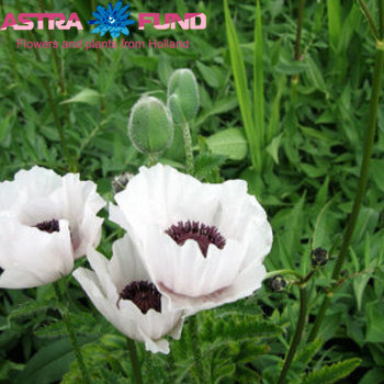 Papaver Perry's White Foto