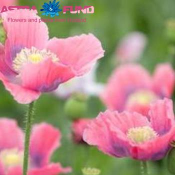 Papaver Raspberry Queen Foto