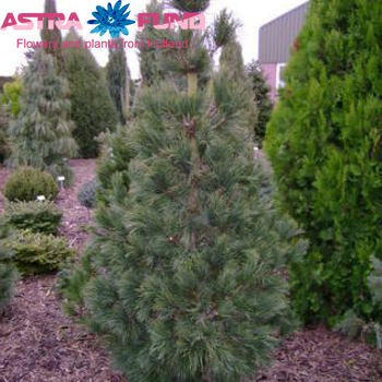 Pinus Cembra фото