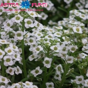 Alyssum White photo