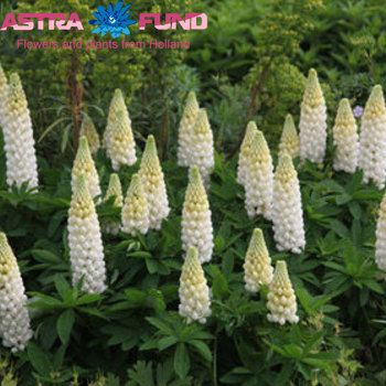 Lupinus Noblemaiden photo