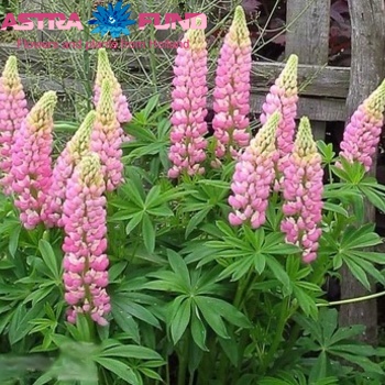 Lupinus The Chatelaine photo