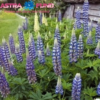 Lupinus The Governor photo