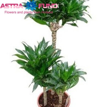 Dracaena Comp Compacta photo