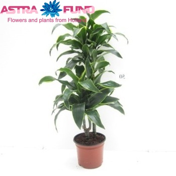 Dracaena Dorado photo