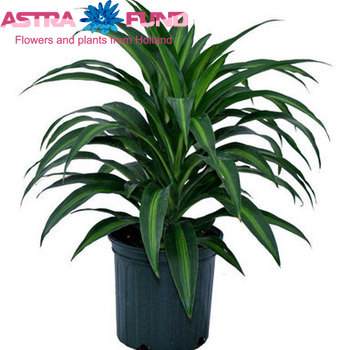 Dracaena Fr. Hawaiian Sunshine Branche photo