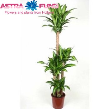 Dracaena Fr. Massangeana photo