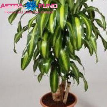 Dracaena Fr. Massangeana Branched photo