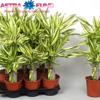 Dracaena Fr. Yellow Coast photo