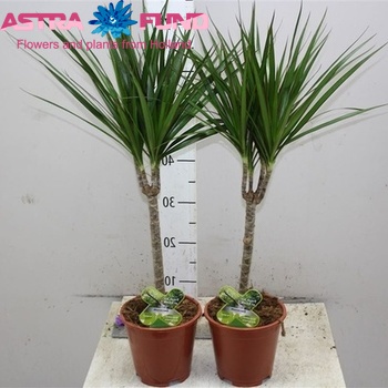 Dracaena Marg Single Stem foto