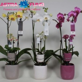 Phalaenopsis 2-Tak Mother & Child photo