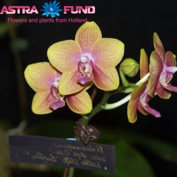 Phalaenopsis Kolibri Wit 1 tak Bowl Wit photo