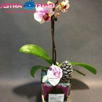 Phalaenopsis Kolibri Wit 3 tak photo