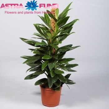 Philodendron Cobra Mosspole photo