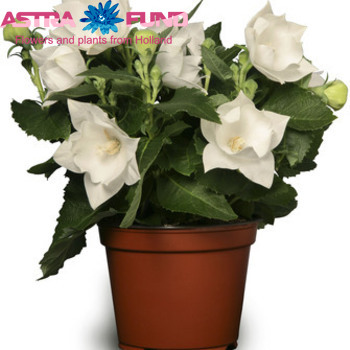 Platycodon Astra White photo