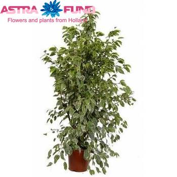 Ficus Golden King Foto