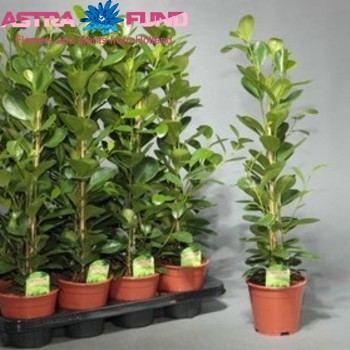 Ficus Moclame photo