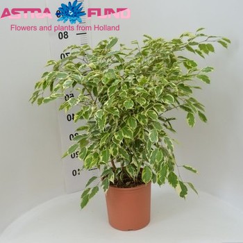 Ficus Samantha zdjęcie