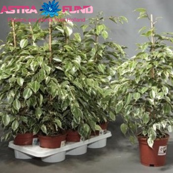 Ficus Twilight foto