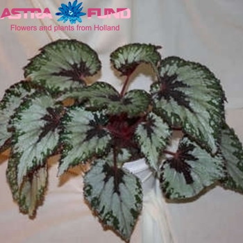 Begonia leaf Amazing Cartagena photo