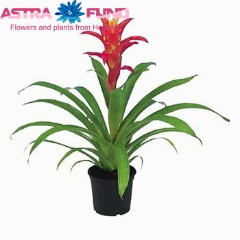 Guzmania Jazz photo