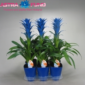 Guzmania Ocean  Blue photo