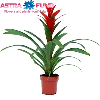 Guzmania Ostara photo