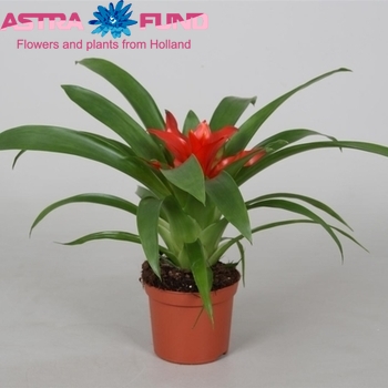 Guzmania Tempo photo