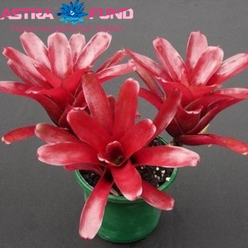 Neoregelia Fire Ball photo