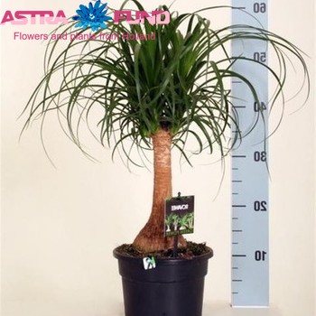 Nolina Beaucarnea Straight Stem photo