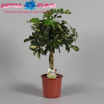 Schefflera Gold Capella Gevlochten photo