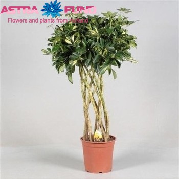 Schefflera Gold Capella Koker photo