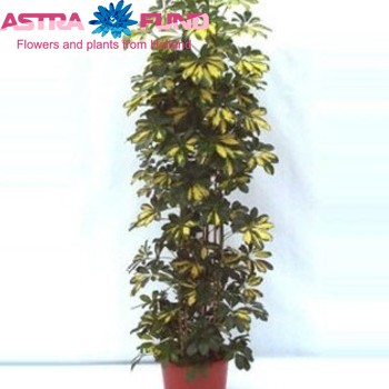 Schefflera Gold Capella Mospool photo