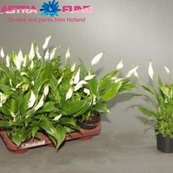 Spathiphyllum Chopin photo