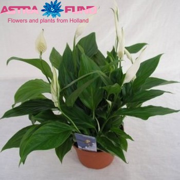 Spathiphyllum Pronto Cupido photo