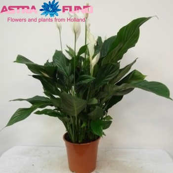 Spathiphyllum Sweet Silvana photo