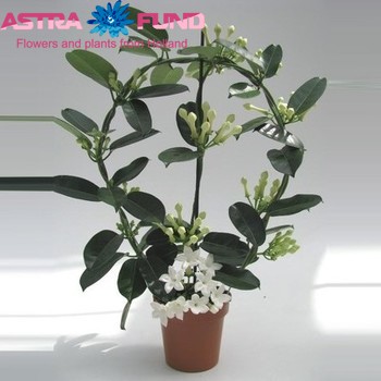 Stephanotis Elegance 11/13 tros photo