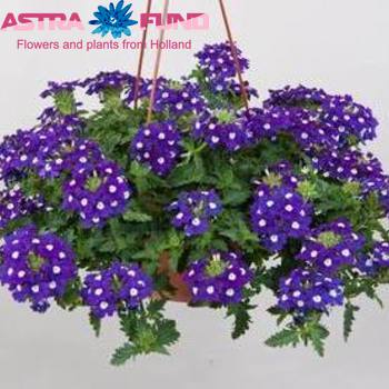 Verbena Blue zdjęcie