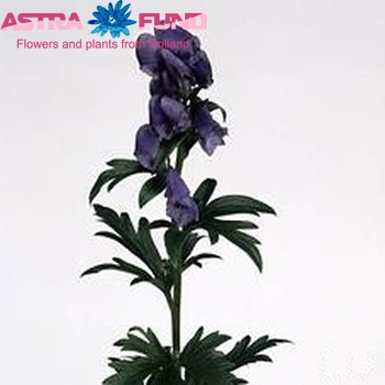 Aconitum carmichaelii 'Arendsii' photo