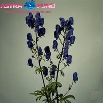 Aconitum henryi 'Spark's Variety' photo