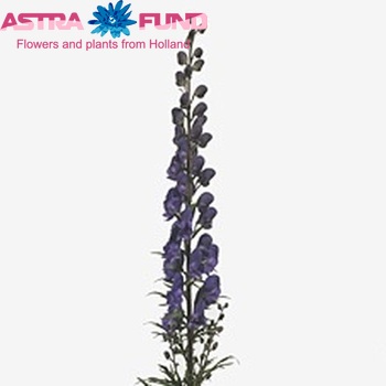 Aconitum napellus subsp. pyramidale photo