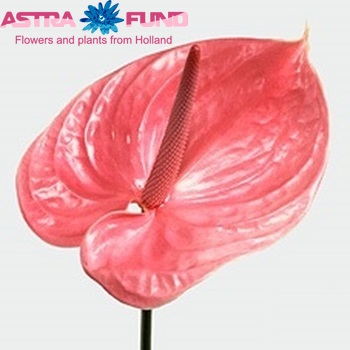 Anthurium  'Sonate' photo